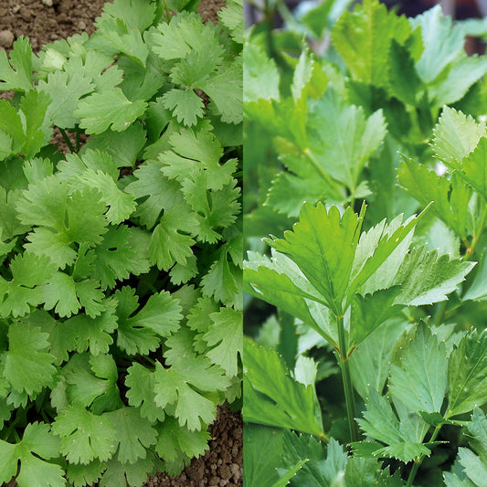 Coriander/Parsley Italian Giant Seeds