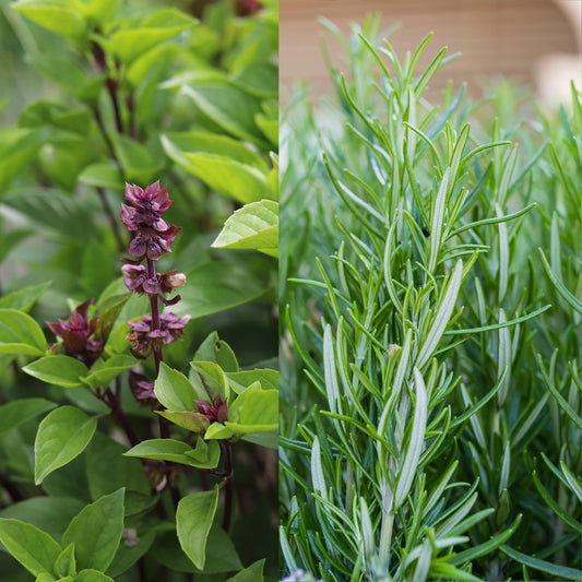 Basil Cinnamon/Rosemary Seeds