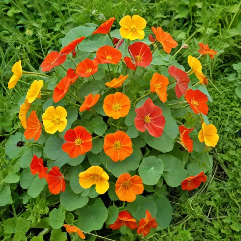 Nasturtium Mix Seeds x 2